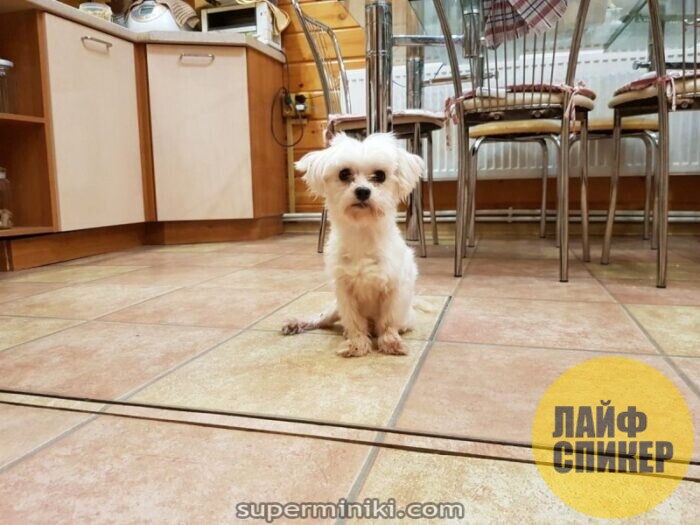 Карликовые породы собак: названия самых маленьких видов