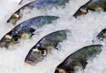 Замороженная рыба оптом и в розницу