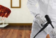 Как проходит дезинсекция блох в квартире