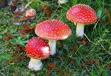 Полезные свойства мухоморов