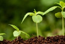 Биологическая защита растений в агрохозяйстве