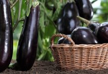 Подготовка семян баклажана к посеву