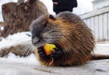 Сурок — Новое Домашнее Животное