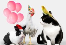 Виды домашних животных