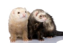 Два верных друга — история двух домашних животных