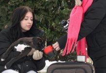 Проклятье домашних животных — правда или миф?