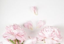 Цветы с доставкой: как сделать день ярче, не выходя из дома