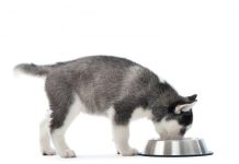 Правильное питание щенка