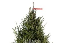 Русская ель: символ лесов и праздников