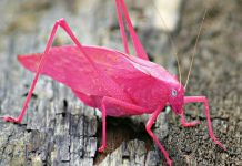 10 самых красивых насекомых в мире