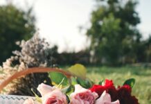 Как сажать розы из питомника?