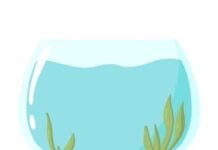 Обслуживание аквариумов у специалистов: как сохранить подводный мир в хорошем состоянии