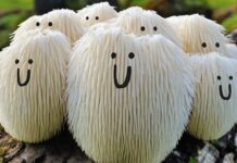 «ЕжОвик» или «ежовИк»: как говорить правильно